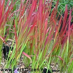 Imperata Red Baron Japans Bloedgras copyright www.PerkGroen.nl